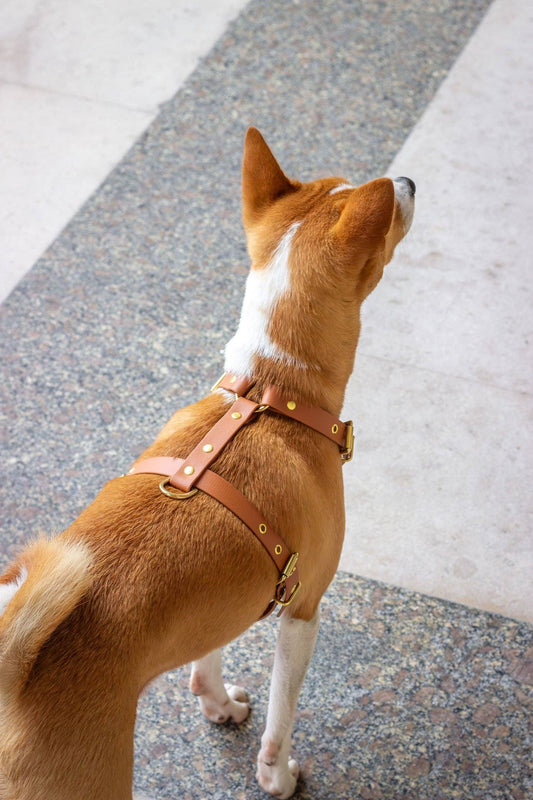 Hundegeschirr Urban