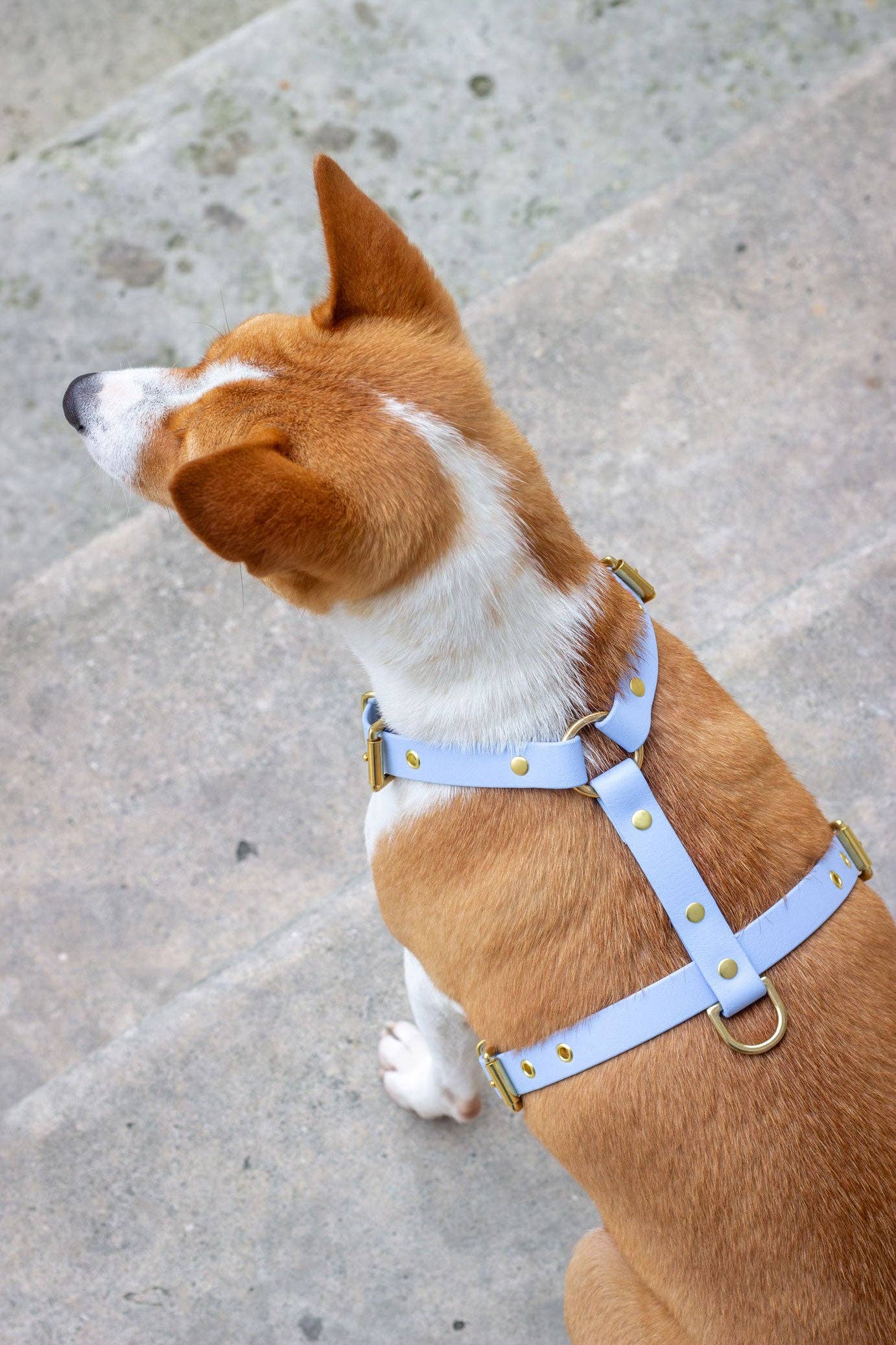 Hundegeschirr Polar