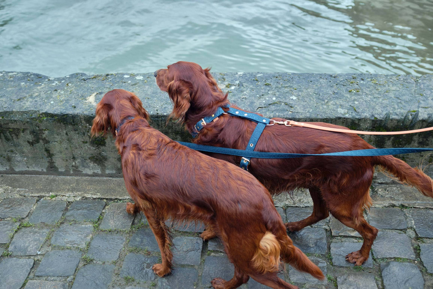 Hundegeschirr Bali