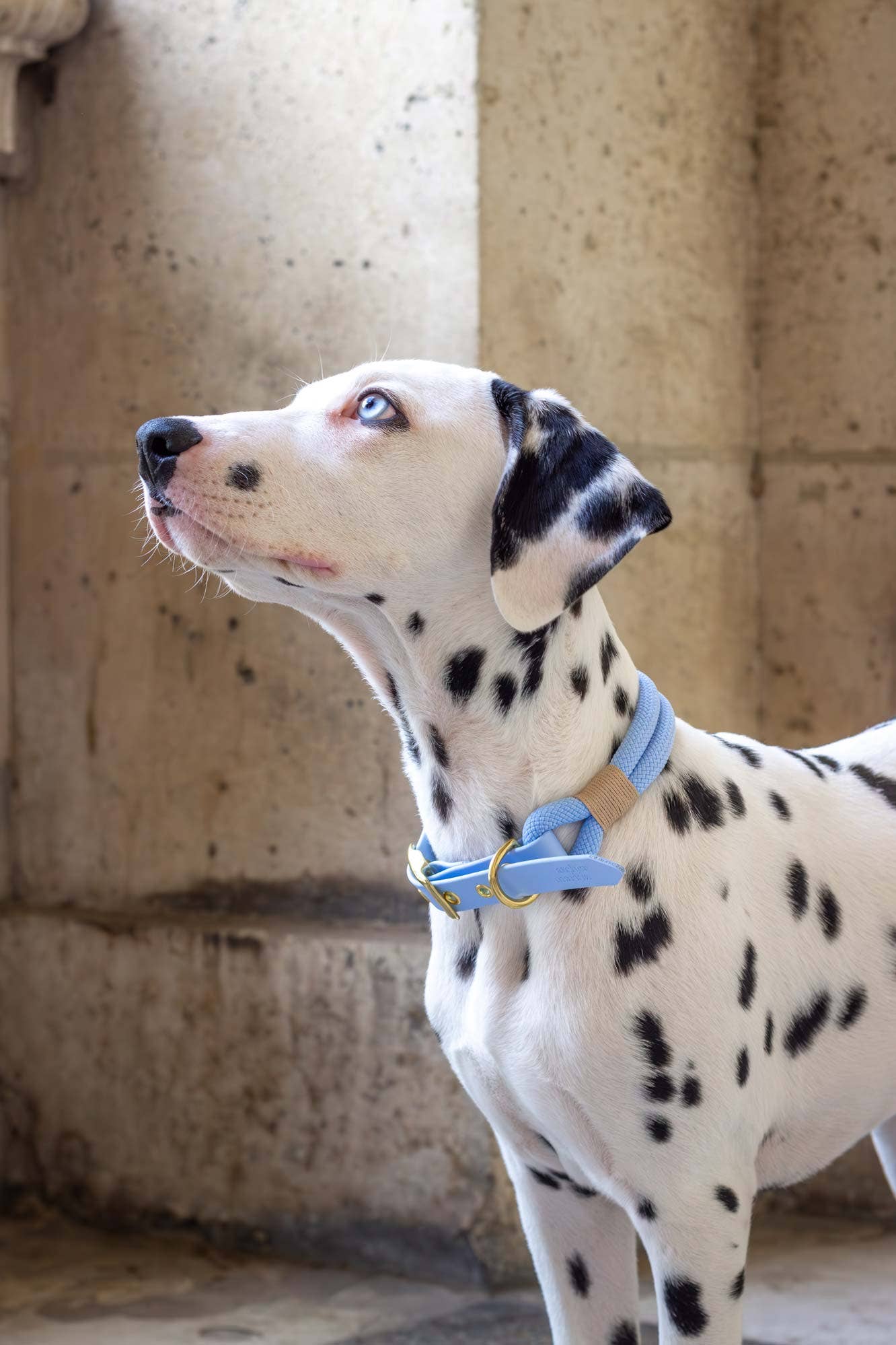 Polarkragen Blau: Gold