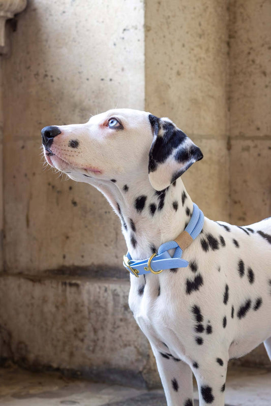 Polarkragen Blau: Gold