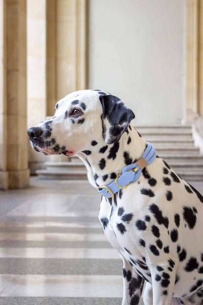 Polarkragen Blau: Gold