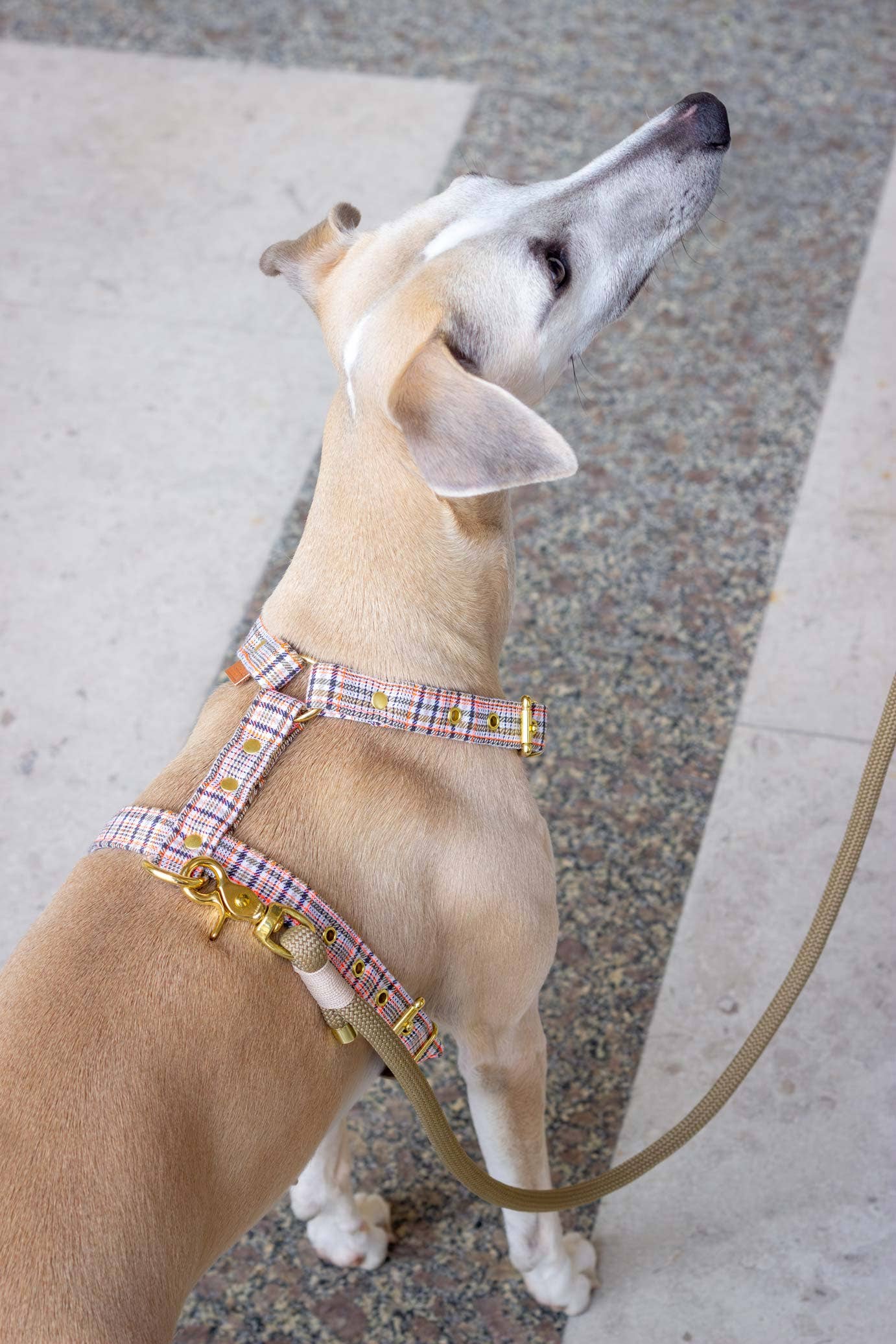 Lass Macchiato: Gold / 10 mm / einfache leine 180 cm