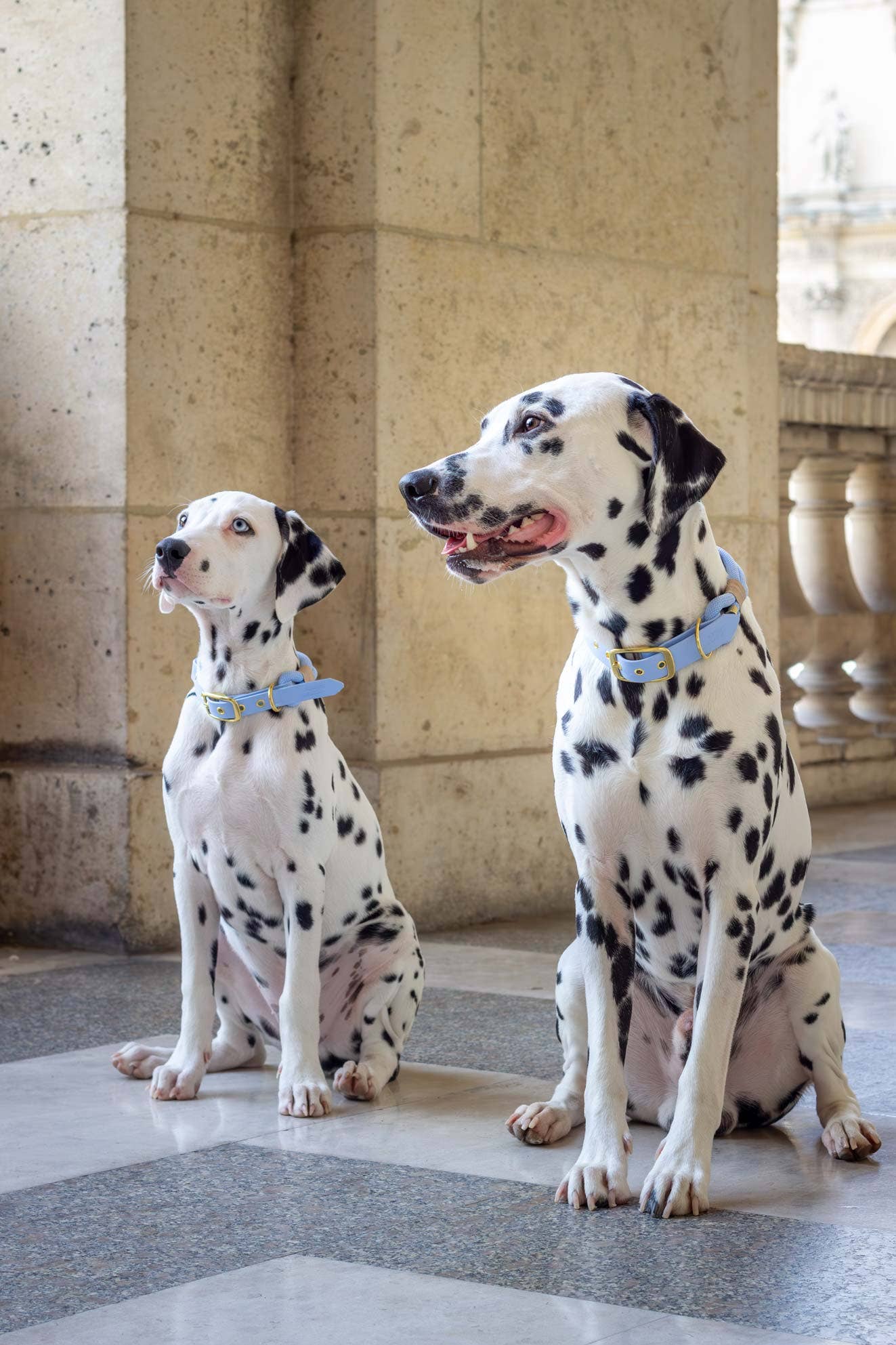 Polarkragen Blau: Gold