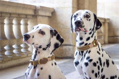 Macchiato-Halskette: Gold